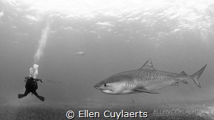 'Are you looking for me?'

Photographer & Tiger shark by Ellen Cuylaerts 